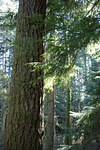 Help protect the Reed Rd Forest Reserve