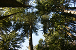 Help protect  the Reed Rd Forest Reserve