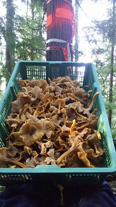 The Bounty of the Chanterelle Forest - Basket Chanterelle Mushroom 