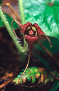 Wild Ginger.Elphinstone