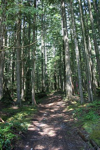 TrailFest-Wagon Forest trail picture