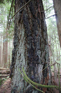 10403359_779181515458030_6775754489497831115_n-ELF documented up to 50 Douglas-fir Vets