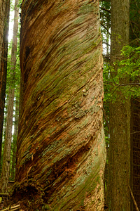 Photo Credit - Shel Neufeld - www.wildartphotography.com