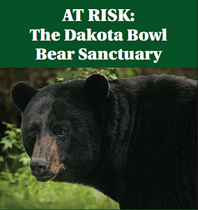 Protect the Dakota Bowl Bear Sanctuary