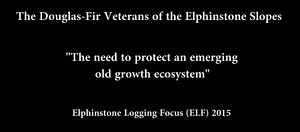 Doug Fir Veterans of the Elphinstone Slopes