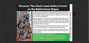 Discover the Clack Creek Gallery Forest - Trail Walk ad 