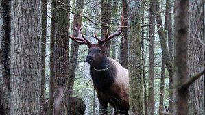 Protector of the Forest - Massive Roosevelt Elk greets us upon one of our visits to the Chanterelle Forest