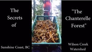 chanterelle-forest-video