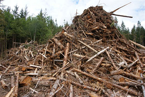 BCTS logging cutblock A71827 - collateral damage