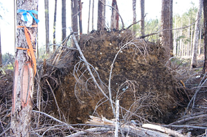 TrailFest - Wagon Forest - post logging