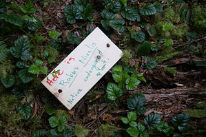 Blue Listed - Snow Bramble (Rubus Nivalis) has been found on the lower Elphinstone slopes