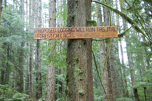 TrailFest-Wagon-Rd-Trail-Pre logging