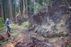 Hans counted over 20 big trees blow down on the edge. And this was just the 1st storm to come into the clearcut just a few weeks after logging. BCTS will say its collateral damage, or this is nothing, or we expected a few trees to come down. STOP CLEARCUT LOGGING IT A DISGRACE TO HOW FORESTS ACTUALLY EVOLVE. These large openings cause wind dynamics that are very hard to predict. When wind enters the clearcut opening and changes direction then the Venturi-effect says velocity can increase 2-3X fold. — at 10 mins. above Roberts creek, BC. — at 10 mins. above Roberts creek, BC.