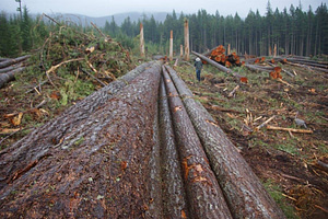 This forest had a huge open under-story thanks to these tall trees. One could look skyward towards the canopy. Now its a graveyard of dimembered trunks. — at 10 mins. above Roberts creek, BC.