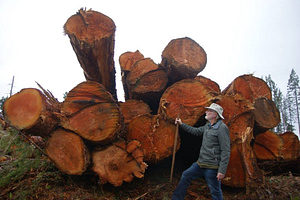 Whereas, the private company is set to gain several $100,000 (maybe even reaching a 1M) for a few months work. These were beautiful trees in a living forest. Now the community is left with our own Ground Zero. — at 10 mins. above Roberts creek, 