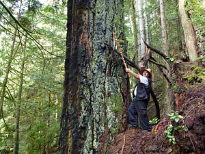 Mus-swiya (Jamie Dixon) at ‘Mus-swiya’s Tree’ the 2nd largest Douglas-Fir on the lower Sunshine Coast