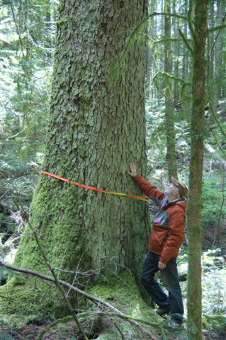 Rick O'Neill looks up at a large Spruce tree along the trail