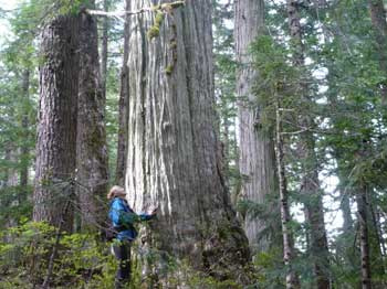 Dakota Ridge Majesctic Ancient Yellow Cedar Grove
