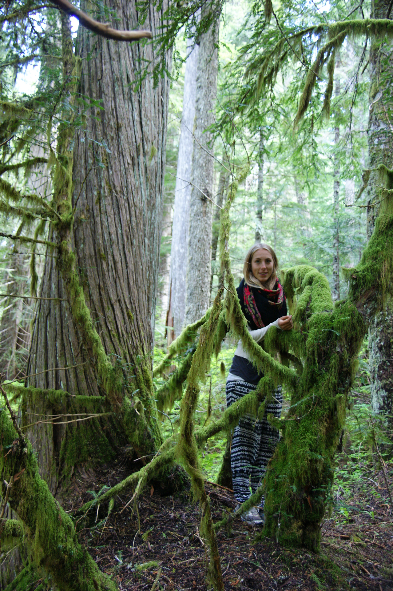 Protect Roberts Creek Headwaters Ancient Forest Elphinstone