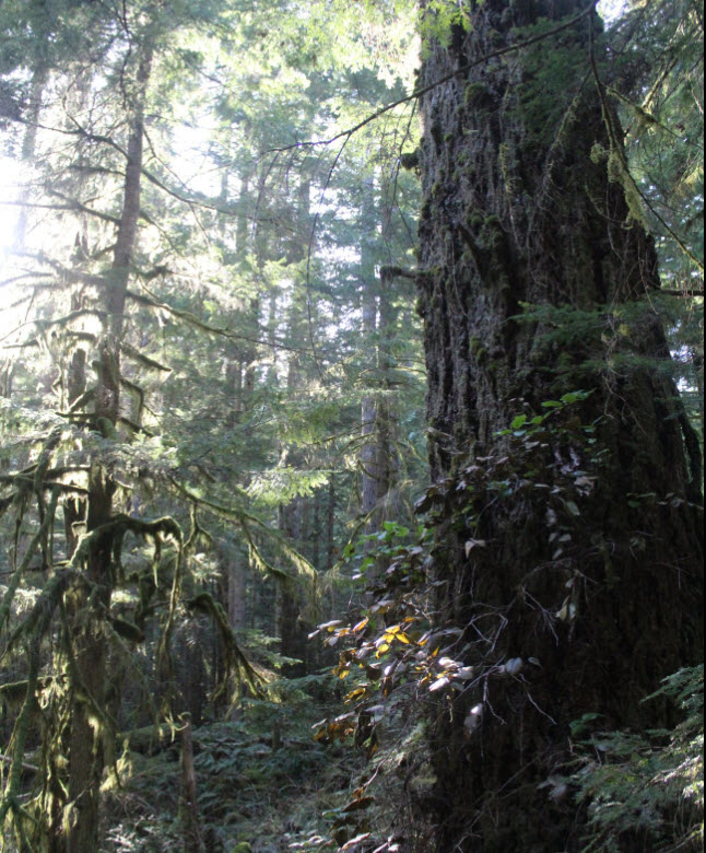 Save The Forest with a 1,000 Hearts - (Formerly - the Clack